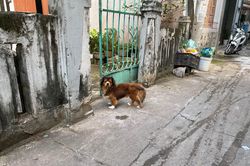Một người ở Phú Yên tử vong do bị chó dại cắn