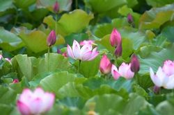 Bây giờ đang giữa mùa sen
