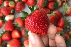 Dâu tây đang ngon bổ rẻ nhưng 3 nhóm người này được khuyến cáo không nên ăn