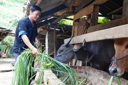 Trao sinh kế giúp người nghèo vươn lên