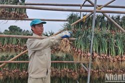 Nhiều giải pháp phát triển thị trường hành tỏi