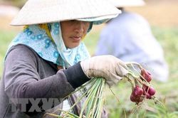 Lợi thế sản lượng hơn 200 nghìn tấn hành củ đang trở thành... bất lợi