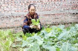 'Biến' rác thải thành phân hữu cơ