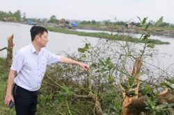Chính trị - Xã hội Theo dòng thời sự Kiểm điểm trách nhiệm các tập thể, cá nhân vụ san ủi 0,72 ha rừng ngập mặn