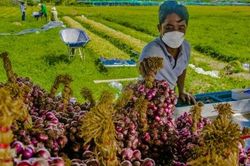 Xuất khẩu hành, tỏi sang Trung Quốc tăng đột biến