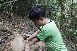 Thêm vụ chặt hạ gỗ rừng Tây Yên Tử