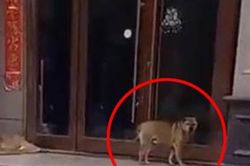 'Ôm hận' vì bị triệt sản, chú chó kiên trì 'hành hạ' bác sĩ thú y suốt 3 năm