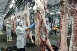 Khó thu hút các hộ giết mổ nhỏ lẻ vào khu giết mổ tập trung