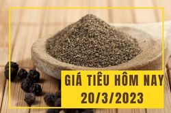 Giá tiêu ngày 20/3: Tăng trở lại ngày đầu tuần?