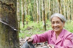 Góc ảnh Huế Nụ cười mùa thu hoạch cao su