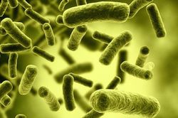Botulinum là chất độc thần kinh cực mạnh, cần làm gì để phòng tránh?