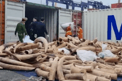 Hình ảnh bắt giữ lô ngà voi nhập lậu lớn nhất từ trước đến nay