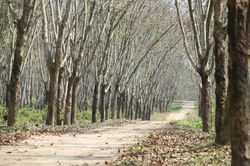 Đẹp ngỡ ngàng rừng cao su mùa thay lá