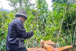 Cận cảnh hiện trường loạt cây gỗ đường kính lớn bị cưa xẻ nằm ngổn ngang ở Vân Canh
