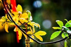 Hà Nội mùa cây thay lá