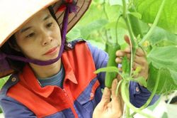 Làm nông nghiệp sạch bằng cách áp dụng công nghệ 4.0