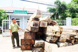Khánh Vĩnh: Nhiều giải pháp bảo vệ rừng