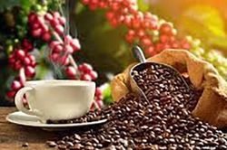 Việt Nam là nguồn cung cà phê lớn nhất cho Tây Ban Nha