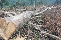 Đề nghị khởi tố vụ phá rừng giáp ranh ở Quảng Bình