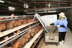 Xây dựng vùng chăn nuôi an toàn: Hướng tới mở rộng thị trường xuất khẩu