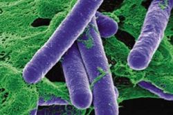 Clostridium botulinum là gì? Lưu lượng nhỏ độc tố botulinum gây ngộ độc thực phẩm để lại hậu quả khôn lường