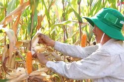 Mướt mắt với bắp, lúa Lang Minh
