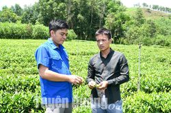 Đảng viên trẻ thay đổi cách thức sản xuất chè
