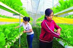 Cần 'cầu nối' để chính sách đất đai không làm khó HTX
