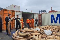 Khen thưởng các đơn vị tham gia bắt giữ 7 tấn ngà voi qua Cảng Nam Đình Vũ