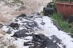 Mưa đá giữa mùa khô ở Lâm Đồng gây thiệt hại hoa màu