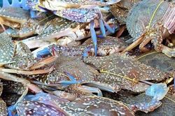 Nhật Bản trở thành thị trường xuất khẩu cua ghẹ lớn nhất của Việt Nam
