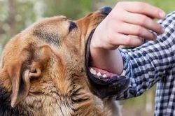 Nghệ An: Liên tiếp có 2 trẻ nhỏ tử vong thương tâm sau khi bị chó cắn
