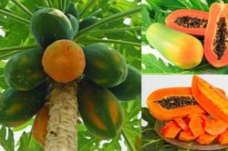 Ăn đu đủ có tác dụng gì?