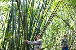 Nâng giá trị tre luồng, tạo sinh kế cho người dân Nghệ An