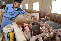 Giá lợn hơi thấp, người chăn nuôi khó duy trì sản xuất