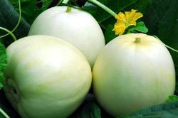 Bí quyết mua dưa lê ngon ngọt không bị đắng