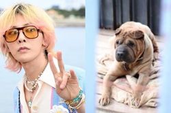 Sau 3 năm, nghi vấn G-Dragon ngược đãi thú cưng đã được làm sáng tỏ