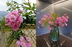 'Bóc giá' hoa dại mọc khắp bờ rào bỗng sốt 'rần rần' chợ mạng