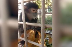 Nuôi voọc chà vá chân đen quý hiếm nhưng nhầm là khỉ