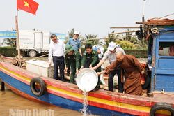 Thả tái tạo 15.400 con cá vược xuống cửa sông Đáy