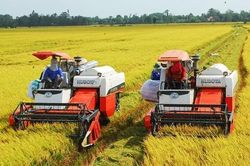 Ngân hàng đẩy mạnh cho vay thu mua, kinh doanh thóc gạo