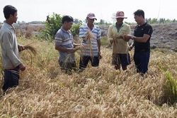 Kiên Giang: Tập trung ứng phó với khô hạn, xâm nhập mặn