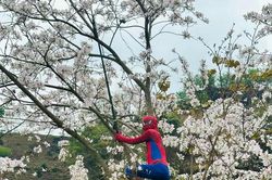 'Spider Man' và 'Avatar' bất ngờ check-in với hoa ban Điện Biên
