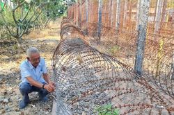 Trại giam tù binh Phú Quốc: 50 năm hồi ức mang tên 'địa ngục trần gian'