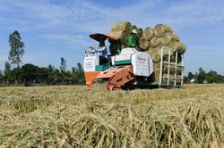 Phương pháp xử lý rơm thân thiện môi trường ở Việt Nam lên truyền thông quốc tế
