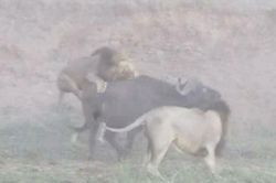 Clip: Trâu rừng thoát chết khó tin trước hàm răng 5 con sư tử