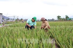 Nông nghiệp tuần hoàn - Bài cuối: Nhân rộng chuỗi giá trị