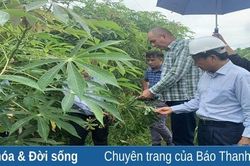 Nhà máy tinh bột sắn Phúc Thịnh đồng hành với người dân vùng nguyên liệu