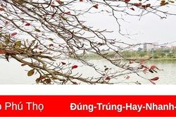Góc phố dịu dàng mùa cây thay lá