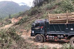 Để rừng cho thêm nhiều 'vàng'!